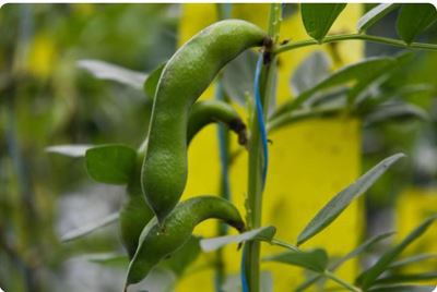 6 mil clear plastic sheeting for greenhouse made in china