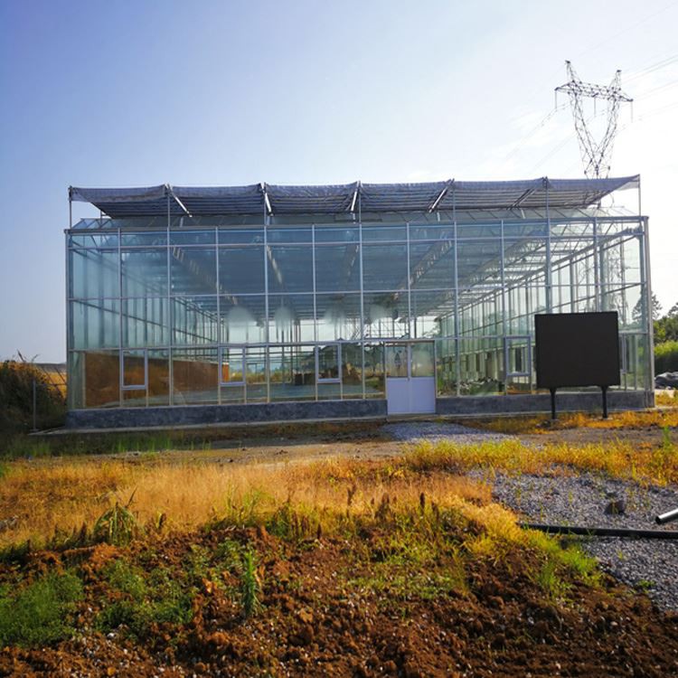 When crops are planted in greenhouses,