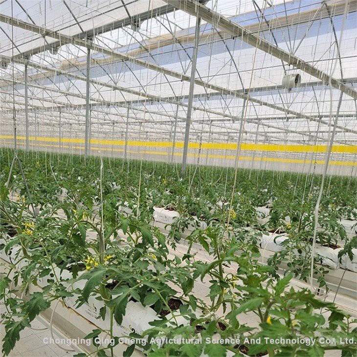 glass house vegetable growing greenhouse supplier