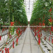 Tomato and Cucumber Greenhouse